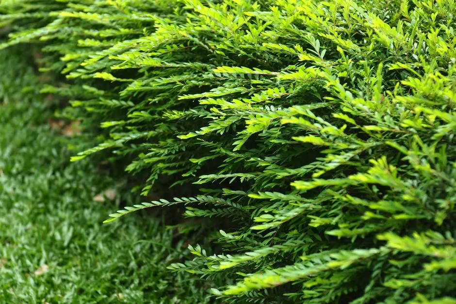 Greens & Outdoors at TVS GREENACRES, Kolapakkam, Chennai