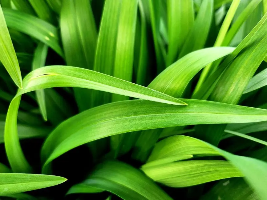 Greens & Outdoors at TVS EMERALD AASHRAY, Sonway, Indore